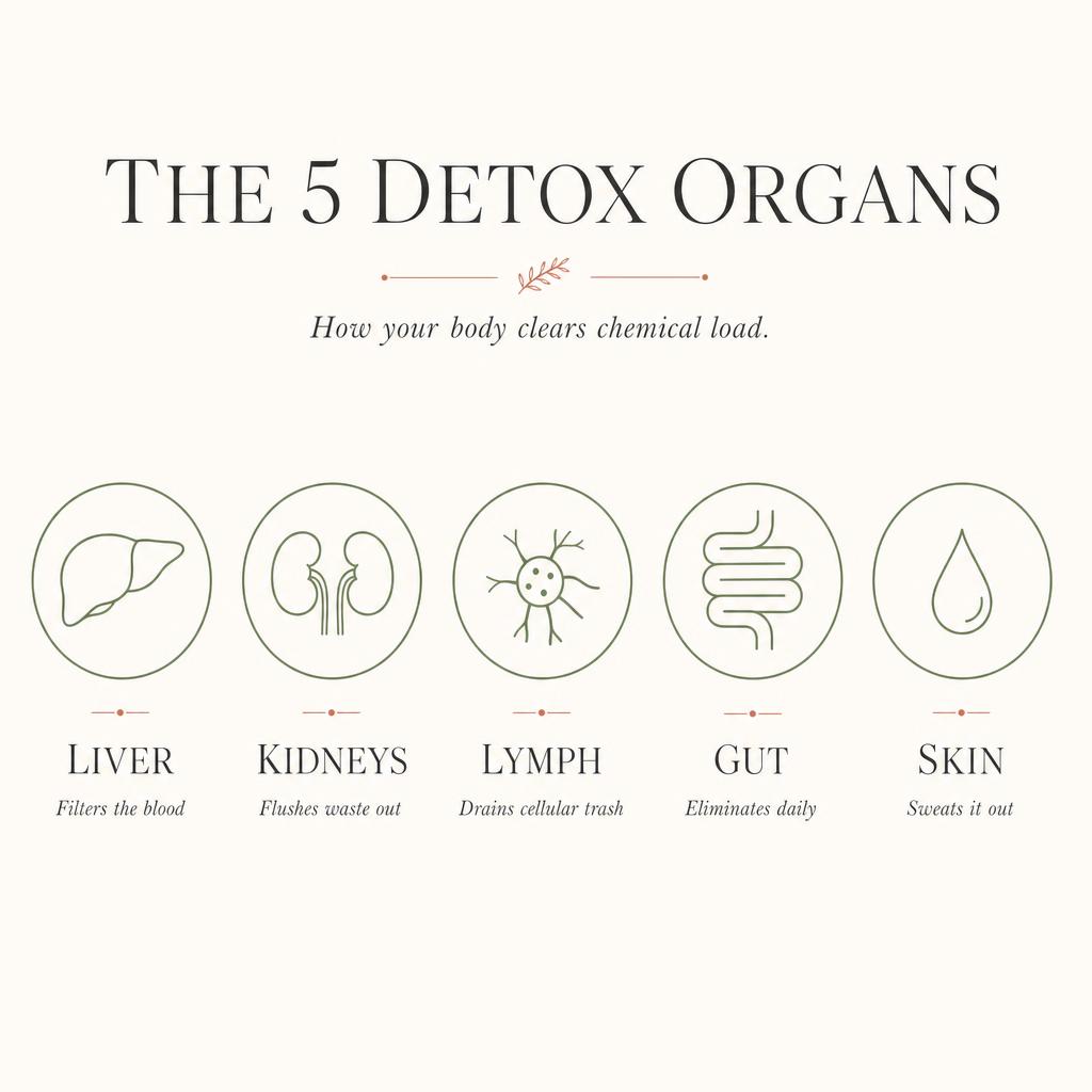 Diagram of the five major detox organs: liver, kidneys, lymphatic system, gut, and skin